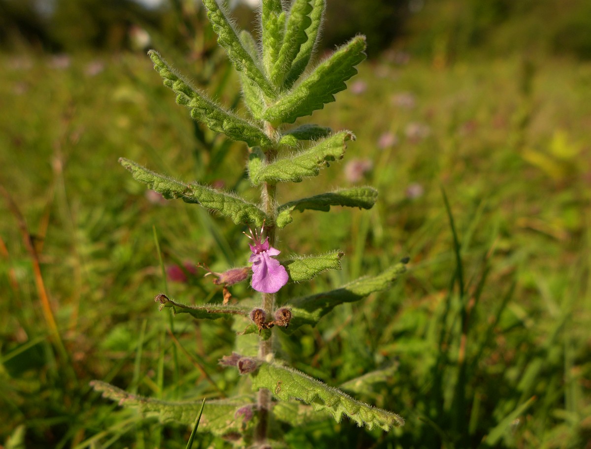 Teucrium scordium